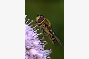 Syrphus