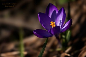 Krokus 