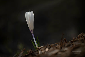 Weisse Krokus 