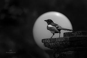 Elsther vor der Lampe