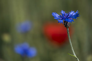 Kornblume mit Feuermohn