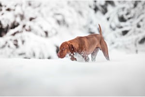 Winterwunderland