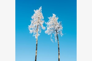 Forst & Frost