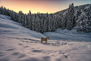 Das Pferd im Schnee