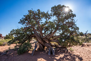 Der Baum