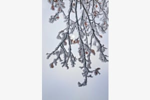 Frostiger Vorhang
