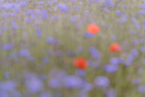 Blumenfeld