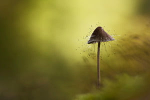 Pilz auf Pilz