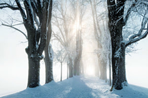 Allee im Nebel