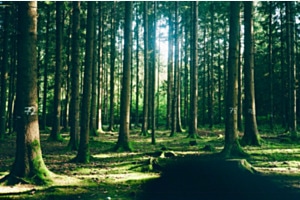 Baum-Bäume-Wald