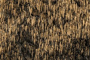 Baum