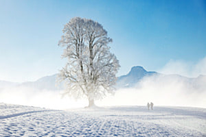 Baum mit Biecht