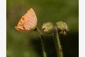 Mohn