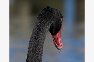 black swan
