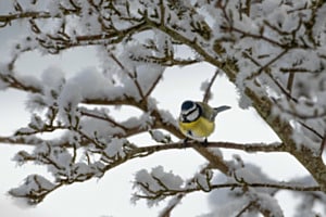 Blaumeise im Schnee