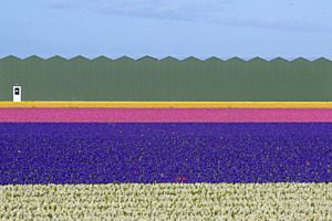 blumenfeld in Holland