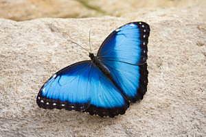 Farfalla - Schmetterling mein Freiheitstier