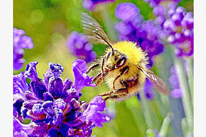 Pollen