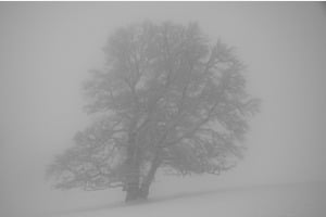 Buche mit Reif im Nebel