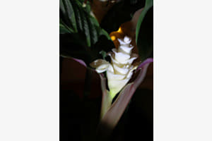 Calatheablüte 