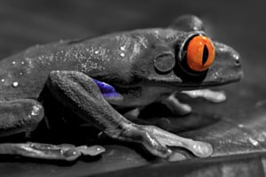 Rotaugenlaubfrosch