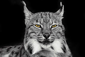 Luchs im Tierpark Goldau