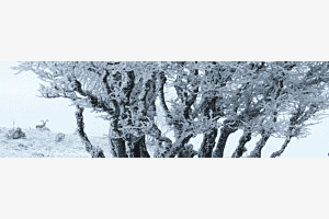 cornes de brume 01