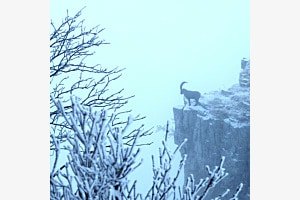 cornes de brume 02