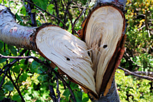 Liebe der Natur