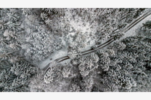 Winterwald