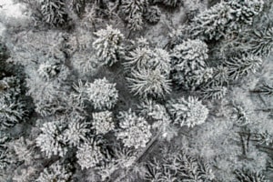 Winterwald