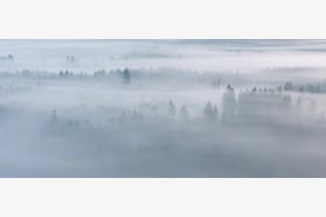 Nebelwald