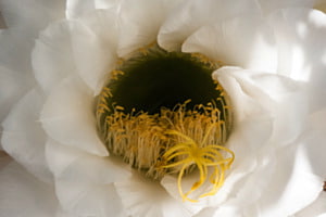 Fleur de cactus 