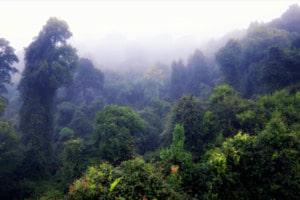 Dorrigo