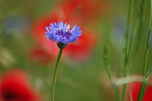 Kornblume