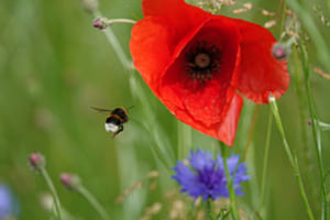 Hummel im Anflug