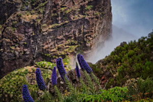 "Farbtupfer" in den Bergen (Pico Ruivo/Madeira)