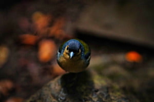 Vogel mit Farbtupfer