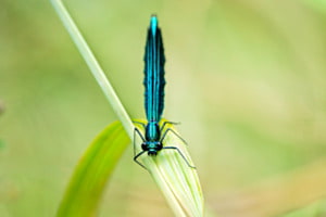 Blauer Tanz auf grünem Blatt