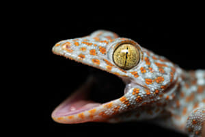 Tokay Gecko mit orangen Farbtupfern