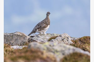 Freies Thema "Alpenschneehuhn am posieren"