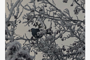 Amsel