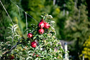 Apfel