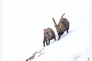 Steinbockbrunft