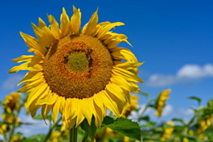Sonnenblume