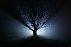 Baum im Gegenlicht