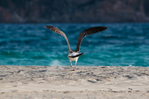 Runaway (into the blue) 