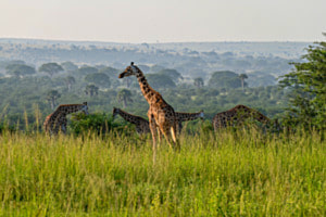Giraffen in Uganda