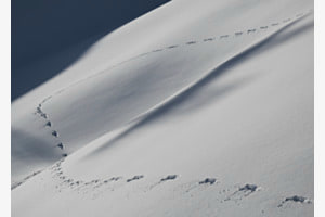 Frozen Tracks