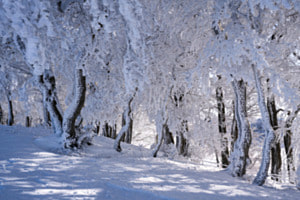 Frost